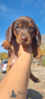 Photo №4. I will sell dachshund in the city of Badenheim. private announcement, breeder - price - negotiated