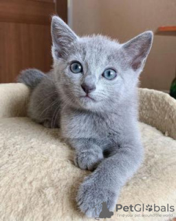 Photo №2 to announcement № 95732 for the sale of russian blue - buy in Italy 