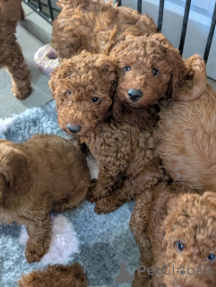 Photo №1. labradoodle, labrador retriever - for sale in the city of Bottrop | 465$ | Announcement № 172805