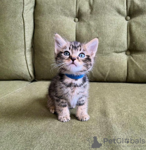 Photo №2 to announcement № 83952 for the sale of bengal cat - buy in United States private announcement