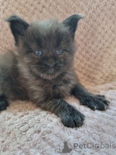 Photo №2 to announcement № 172397 for the sale of maine coon - buy in Belgium 