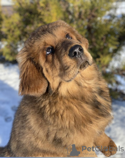 Photo №1. tibetan mastiff - for sale in the city of Minsk | 951$ | Announcement № 37013