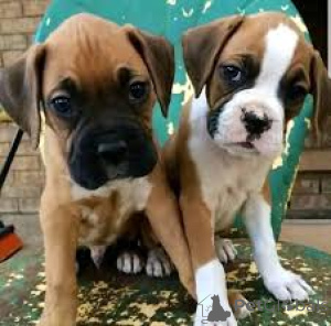 Photo №2 to announcement № 160883 for the sale of boxer - buy in Belgium private announcement, breeder