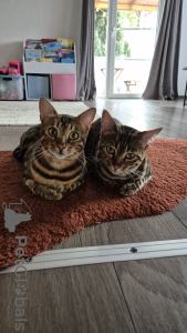 Photo №3. Two amazing bengalcats for owner. United Kingdom