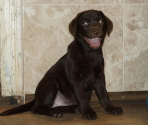 Photo №2 to announcement № 5038 for the sale of labrador retriever - buy in Ukraine breeder