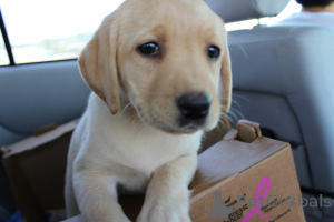 Photo №3. Labrador Retriever Puppies.. Denmark