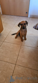 Photo №2 to announcement № 137998 for the sale of  - buy in Cyprus private announcement