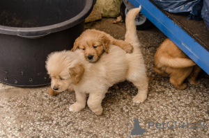 Photo №3. Golden Retriever puppies. Belgium