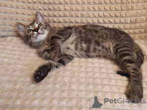 Photo №2 to announcement № 176020 for the sale of  - buy in Russian Federation private announcement