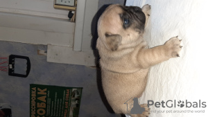 Photo №2 to announcement № 10656 for the sale of french bulldog - buy in Belarus breeder