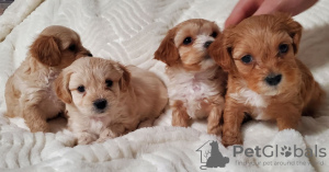 Photo №2 to announcement № 133318 for the sale of  - buy in United States private announcement