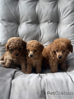 Photo №1. chow chow - for sale in the city of Salzburg | negotiated | Announcement № 176978