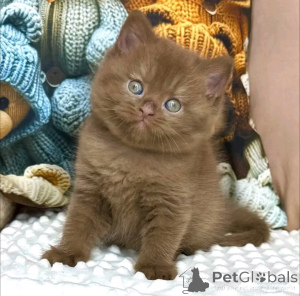 Photo №3.  Gorgeous British Shorthair Kitten Looking for Loving Home . Germany