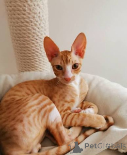 Photo №2 to announcement № 173264 for the sale of cornish rex - buy in Germany private announcement, breeder