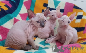 Photo №1. sphynx cat - for sale in the city of Malaga | negotiated | Announcement № 176416