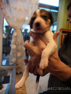 Photo №3. Russian Hound puppies.. Germany