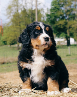 Photo №1. bernese mountain dog - for sale in the city of Pruzhany | 350$ | Announcement № 6725