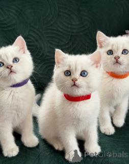Photo №1. british shorthair - for sale in the city of Lasino | negotiated | Announcement № 168584