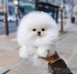 Photo №3. Cute teacup Pomeranian puppy male. United States
