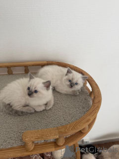 Photo №1. ragdoll - for sale in the city of Berlingen | 361$ | Announcement № 172019