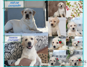 Photo №1. labrador retriever - for sale in the city of Abakan | 599$ | Announcement № 10098