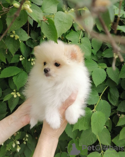 Photo №1. non-pedigree dogs - for sale in the city of Minsk | 189$ | Announcement № 52346