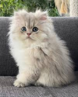 Photo №2 to announcement № 164662 for the sale of persian cat - buy in Finland private announcement, breeder