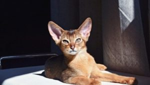 Photo №1. abyssinian cat - for sale in the city of Kiev | 442$ | Announcement № 1075