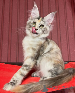 Photo №3. Brains, charm, and a dash of mischief thats Finn for you!. Switzerland