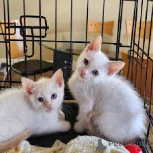 Photo №2 to announcement № 164246 for the sale of siamese cat - buy in Belgium private announcement, breeder