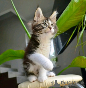 Photo №2 to announcement № 120784 for the sale of maine coon - buy in Germany private announcement