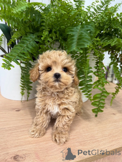 Photo №1. maltipu - for sale in the city of Leipzig | negotiated | Announcement № 158857