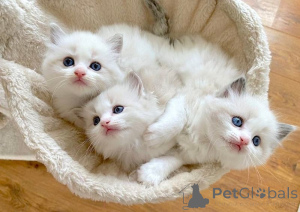 Photo №1. ragdoll - for sale in the city of Kreysfreie Stadt Frankfurt Am Main | 361$ | Announcement № 166426