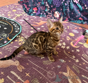 Photo №1. bengal cat - for sale in the city of Usedom | 361$ | Announcement № 177545