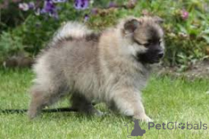Photo №2 to announcement № 136218 for the sale of german spitz - buy in United Kingdom 
