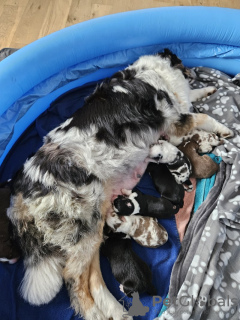 Photo №2 to announcement № 101981 for the sale of australian shepherd - buy in United States breeder