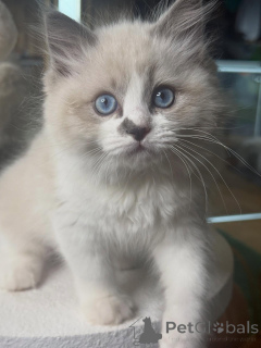 Photo №4. I will sell ragdoll in the city of Forssa. breeder - price - negotiated