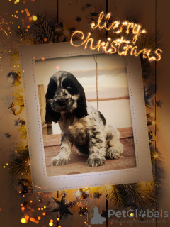 Photo №2 to announcement № 17852 for the sale of english cocker spaniel - buy in Russian Federation from nursery