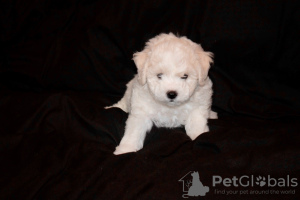 Photo №4. I will sell bichon frise in the city of Minsk. from nursery - price - 2113$