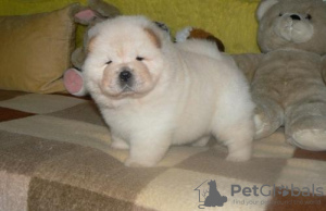 Photo №1. chow chow - for sale in the city of Berlin | Is free | Announcement № 125181