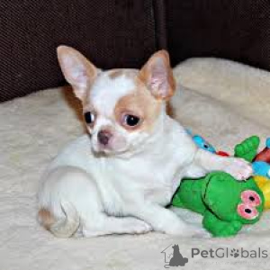 Photo №1. chihuahua - for sale in the city of Vienna | 723$ | Announcement № 165490