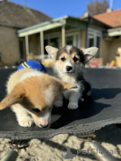 Photo №3. Pembroke Welsh Corgi puppies. Serbia
