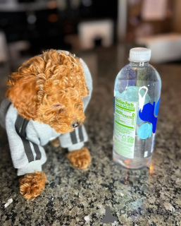 Photo №2 to announcement № 164032 for the sale of poodle (toy) - buy in Finland private announcement, from the shelter