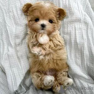 Photo №4. I will sell maltipu in the city of Berlin. breeder - price - 471$