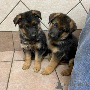 Photo №2 to announcement № 135486 for the sale of german shepherd - buy in United States private announcement, breeder