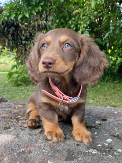 Photo №3. Meet Benny small body, big heart! This adventurous little boy is ready to fill. Italy