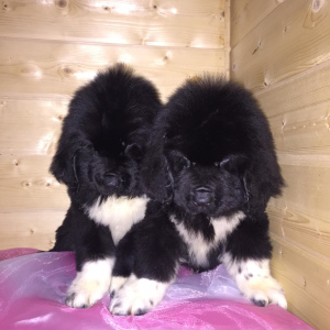 Photo №2 to announcement № 3859 for the sale of newfoundland dog - buy in Russian Federation breeder