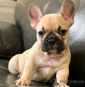 Additional photos: Toilet trained vet Checked French bulldog