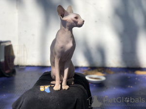 Photo №1. sphynx-katze - for sale in the city of Zürich | negotiated | Announcement № 20820