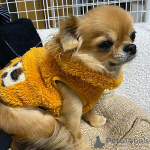 Photo №1. chihuahua - for sale in the city of Tampere | Is free | Announcement № 83811